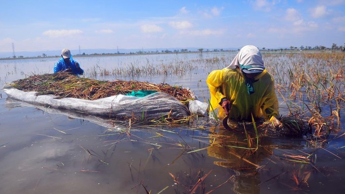 Petani memanen padi di persawahan yang terendam banjir di Desa Wates, Undaan, Kudus, Jawa Tengah, Jumat (3/3/2023). Menurut data BPBD setempat, sebanyak 2.216 hektare sawah di lima kecamatan di wilayah itu terdampak banjir sehingga sebagian petani gagal panen, sementara harga gabah di wilayah tersebut turun dari Rp5.300 per kilogram menjadi harga paling rendah mencapai Rp2.500 per kilogram akibat kualitas padi yang menurun akibat terendam banjir. ANTARA FOTO/Yusuf Nugroho/rwa.