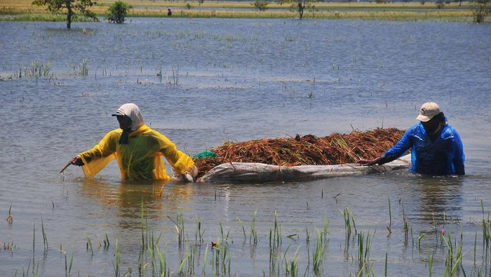 Banjir Kudus Bikin Petani Gagal Panen Petani memanen padi di persawahan yang terendam banjir di Desa Wates, Undaan, Kudus, Jawa Tengah, Jumat (3/3/2023). Menurut data BPBD setempat, sebanyak 2.216 hektare sawah di lima kecamatan di wilayah itu terdampak banjir sehingga sebagian petani gagal panen, sementara harga gabah di wilayah tersebut turun dari Rp5.300 per kilogram menjadi harga paling rendah mencapai Rp2.500 per kilogram akibat kualitas padi yang menurun akibat terendam banjir. ANTARA FOTO/Yusuf Nugroho/rwa.