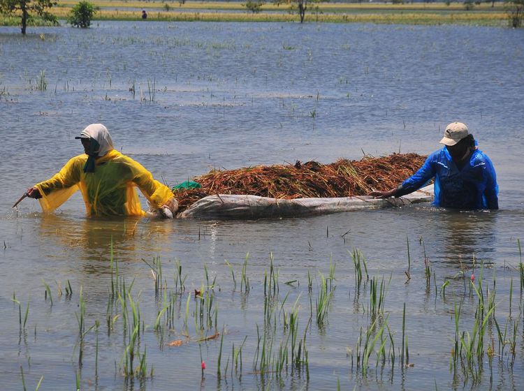 Banjir Kudus Bikin Petani Gagal Panen