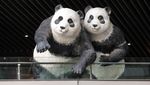 Gemes Banget! Ada Patung Panda Mejeng di Mal China
