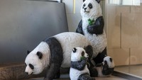 Patung yang didesain ini mirip sekali dengan panda asli.