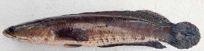 Ikan Gabus