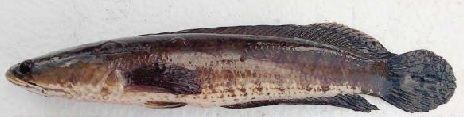 Ikan Gabus