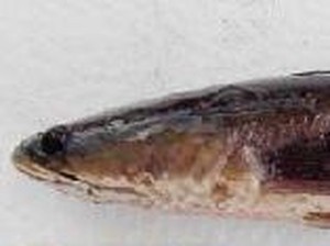 Mengenal Teknologi Pemijahan Ikan Gabus