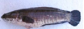Ikan Gabus