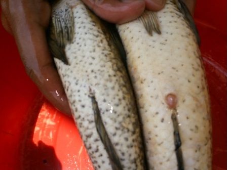 Ikan Gabus