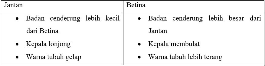 Ikan Gabus