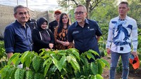 Tanaman kopi yang ada di Nestle EduFarm ini lebih pendek dan mudah berbuah.  
