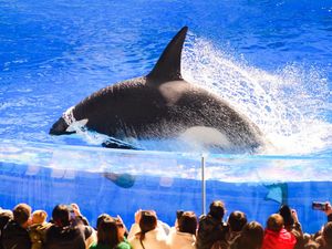 Viral Hoaks Bunuh Pelatih, Apakah Orca Bisa Memakan Manusia?