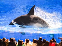 Viral Hoaks Bunuh Pelatih, Apakah Orca Bisa Memakan Manusia?