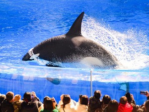 Viral Hoaks Bunuh Pelatih, Apakah Orca Bisa Memakan Manusia?