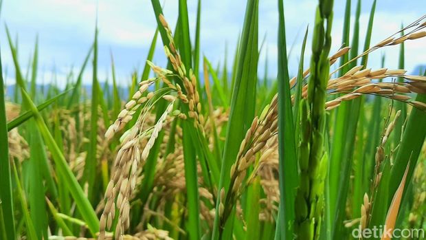Petani saat memanen padi di Cintalanggeng, Karawang (Irvan Maulana/detikJabar)