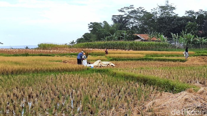Petani saat memanen padi di Cintalanggeng, Karawang (Irvan Maulana/detikJabar)