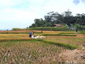 Siasat Pemerintah Atasi Harga Gabah Petani Karawang yang Anjlok
