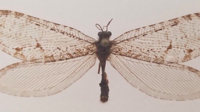 Serangga purba Polystoechotes punctata