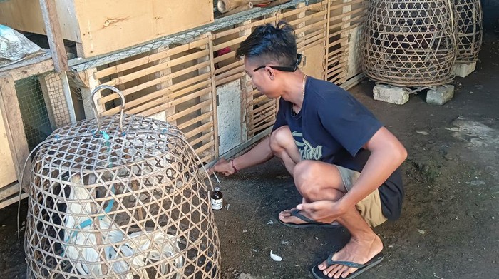 Warga pemilik ayam di Jalan Kampus Unud, Pondok Mekar 2, Jimbaran, Kuta Selatan, Jumat (3/3/2023).