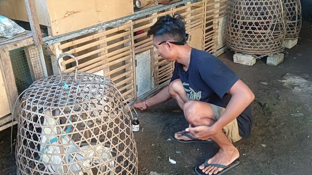Warga pemilik ayam di Jalan Kampus Unud, Pondok Mekar 2, Jimbaran, Kuta Selatan, Jumat (3/3/2023).