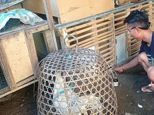 Bule Bikin Petisi Ayam Berkokok hingga Pemilik Dituding Judi Tajen