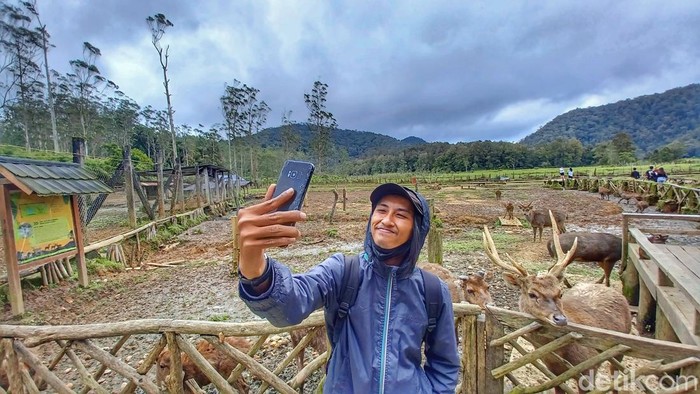 Wisata kemah dan melihat rusa di Rancaupas, Kabupaten Bandung