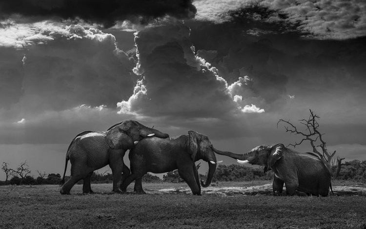 World Nature Photography Awards  2022