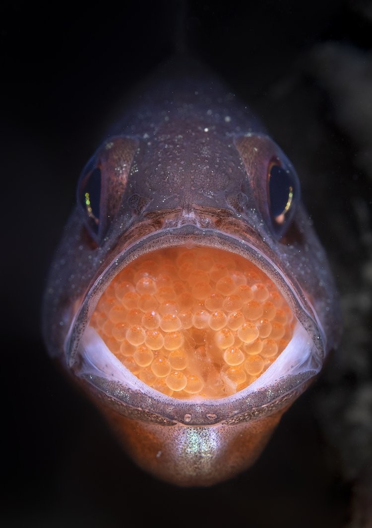 World Nature Photography Awards  2022