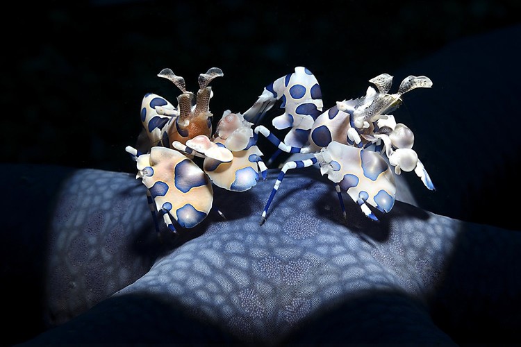 World Nature Photography Awards 2022 World Nature Photography Awards 2022