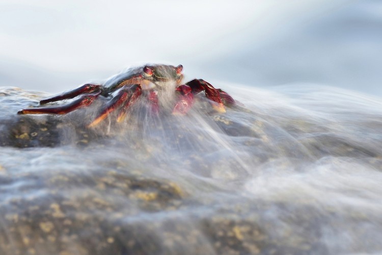 World Nature Photography Awards 2022 World Nature Photography Awards 2022