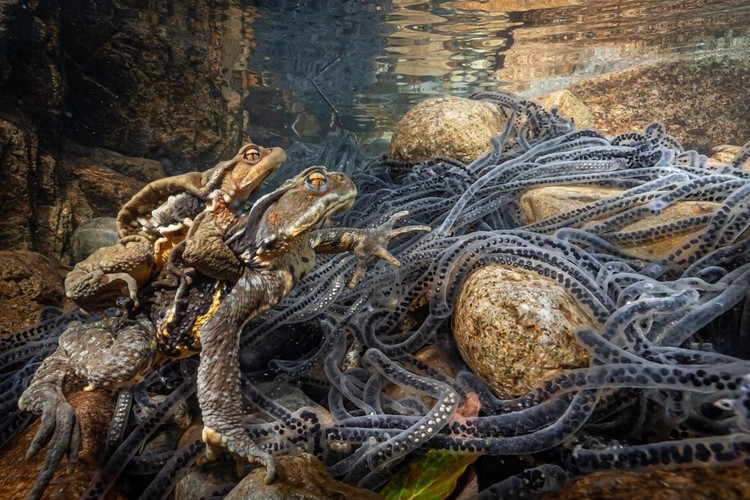 World Nature Photography Awards 2022 World Nature Photography Awards 2022