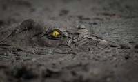 World Nature Photography Awards  2022