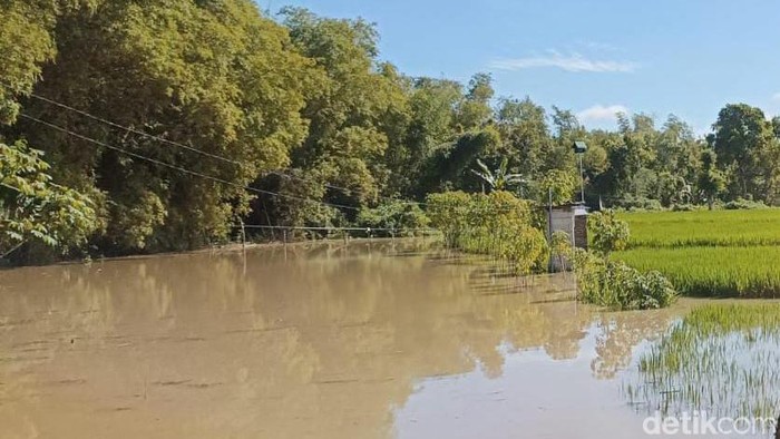 Banjir Bengawan Solo di Ngawi Rusak 143 Hektare Sawah Siap Panen