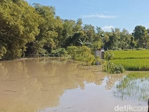 Banjir Bengawan Solo di Ngawi Rusak 143 Hektare Sawah Siap Panen