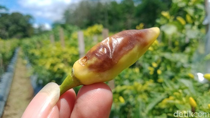 Cabai menghitam diserang lalat buah di Klaten, Sabtu (4/3/2023).