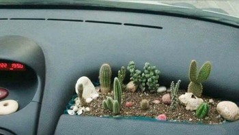 Menanam kaktus di dasbor mobil terlihat menggemaskan, tapi agak ngeri juga kalau tiba-tiba kecelakaan. Foto: Reddit via Bored Panda