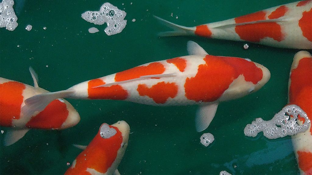 Gegara Mati Lampu, Orang Ini Berakhir Goreng Ikan Koi Mahal