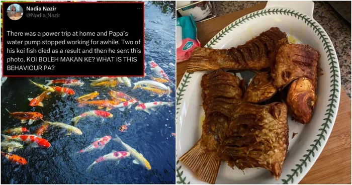 Gegara Mati Lampu, Orang Ini Berakhir Goreng Ikan Koi Mahal