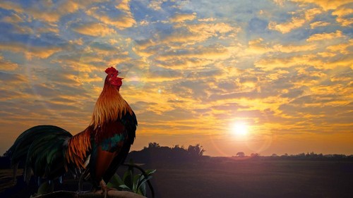 Rooster crowing in the morning with sunrise.