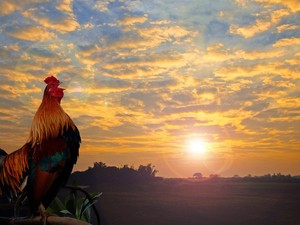 Turis Asing di Bali Protes Suara Kokok Ayam, Warga Lokal Cuek Bebek