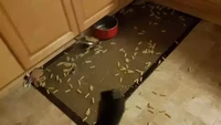 Baru ditinggal sebentar, dapur ini berantakan gegara sepanci pasta. Masih belum diketahui siapa pelakunya, tetapi tuan rumahnya harus menahan lapar. Foto: Bored Panda & Facebook