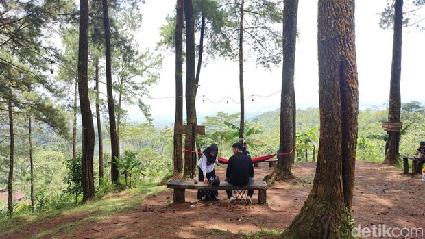 Pasir Bentang, tempat ngopi asyik di tengah hutan pinus Ciamis.