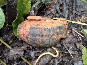 Saat Pria Mamasa Bawa Granat Nanas ke Rumah gegara Dikira Cokelat Kering