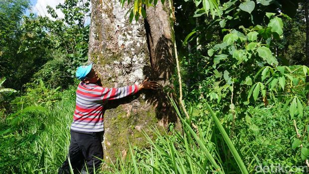 Persiapan KenDuren Wonosalam, acara bagi-bagi durian lokal gratis di Jombang.