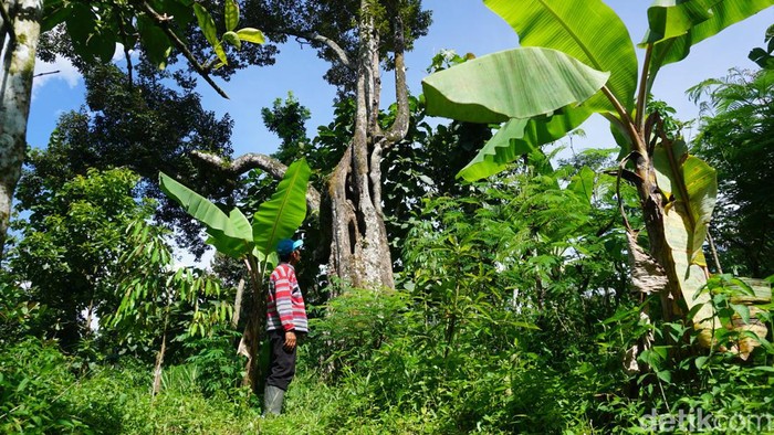 Persiapan KenDuren Wonosalam, acara bagi-bagi durian lokal gratis di Jombang.