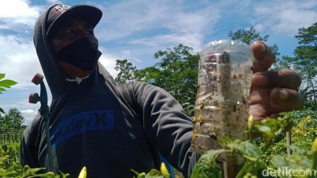 Petani di Klaten menggunakan perangkat lem untuk menjebak lalat buah, Sabtu (4/3/2023).