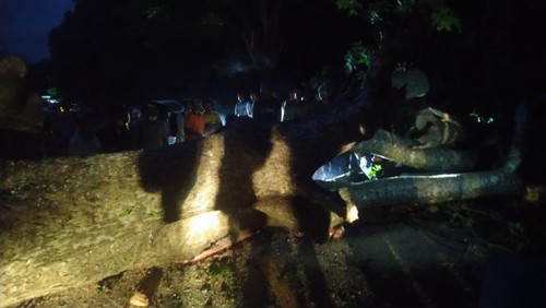 Pohon santen raksasa tumbang tutup Jalan Raya Singaraja-Gilimanuk, Buleleng, Bali, Sabtu (4/3/2023).