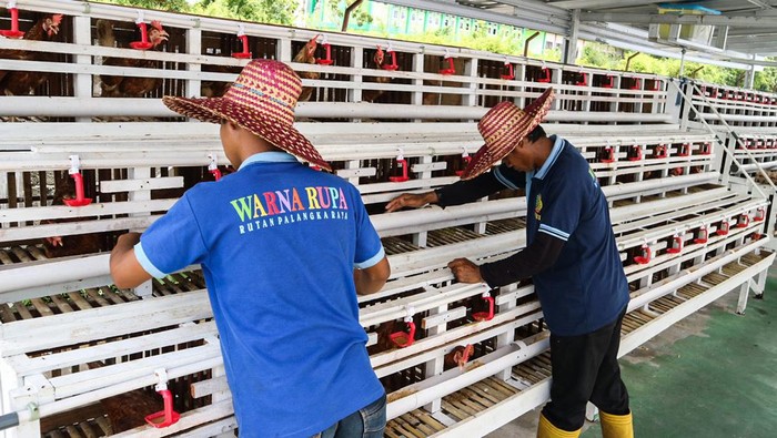 Warga Binaan Rutan Palangka Raya Belajar Berternak Dua warga binaan Rumah Tahanan (Rutan) Palangka Raya memanen telur ayam di lahan sarana asimilasi dan edukasi Rumah Tahanan Negara Kelas IIA Palangka Raya, Kalimantan Tengah, Sabtu (4/3/2023). Pihak rutan membekali warga binaan pemasyarakatan berternak ayam petelur untuk menambah keterampilan bekerja, dan diharapkan bisa diterapkan setelah kembali ke masyarakat. ANTARA FOTO/Auliya Rahman/Lmo/nz