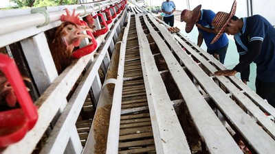 Warga Binaan Rutan Palangka Raya Belajar Berternak