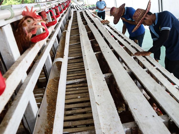 Warga Binaan Rutan Palangka Raya Belajar Berternak