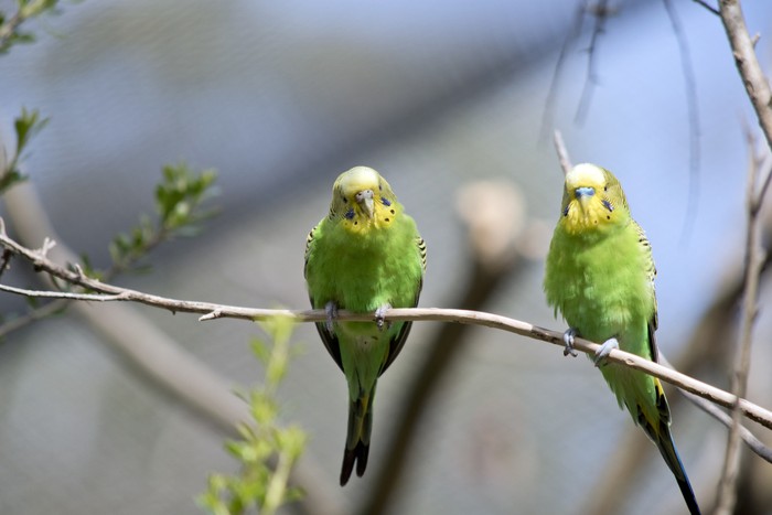 the budgies are green and yellow with blck