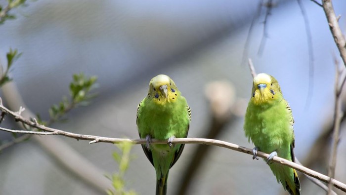 the budgies are green and yellow with blck