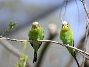 Roh Orang Mati Bersemayam di Burung-Burung Hijau, Ini Hadistnya